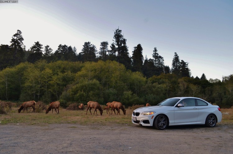 BMW-M235i-USA-Roadtrip-Redwood-National-Park13